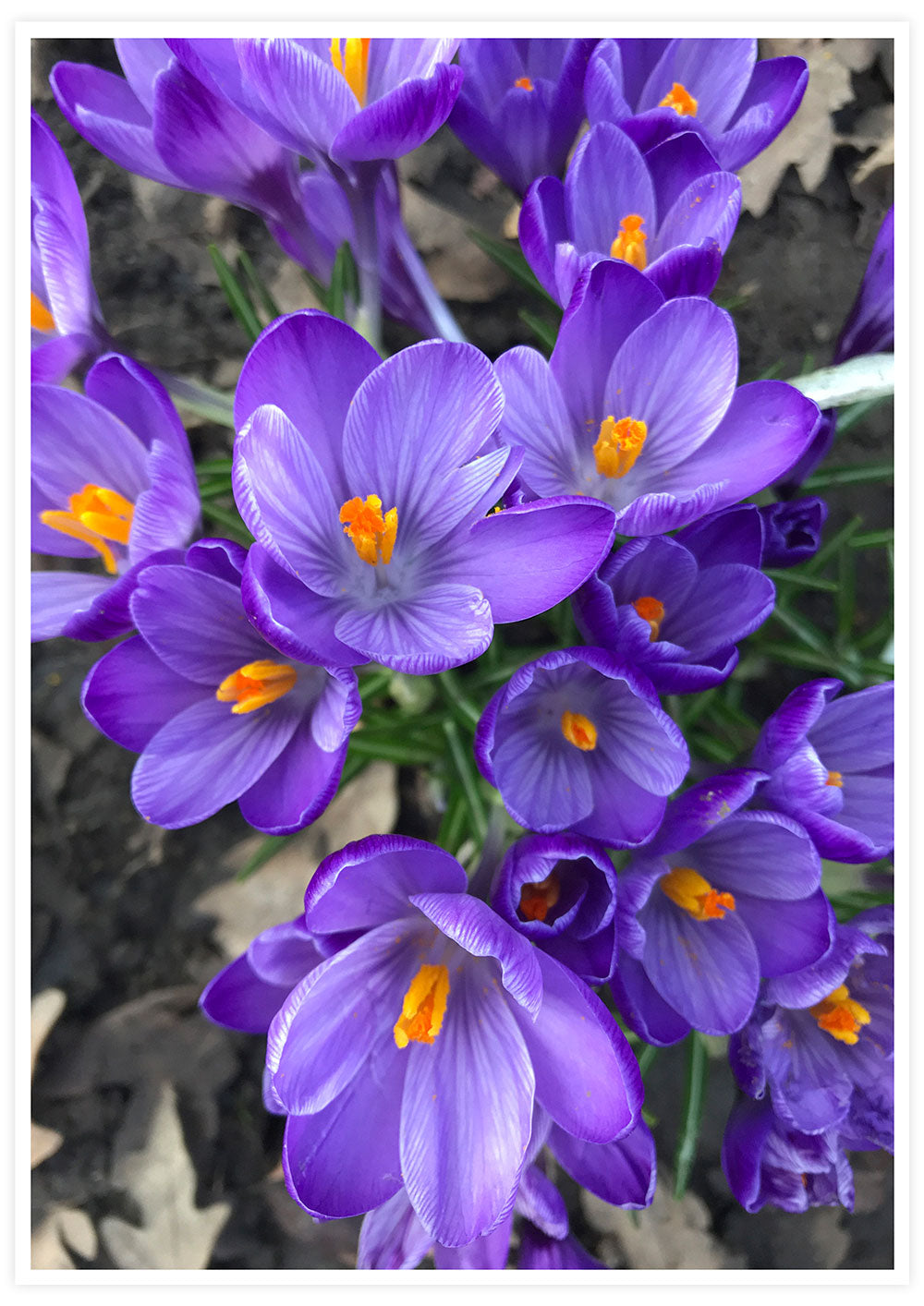 Purple Crocus Flower Art Print