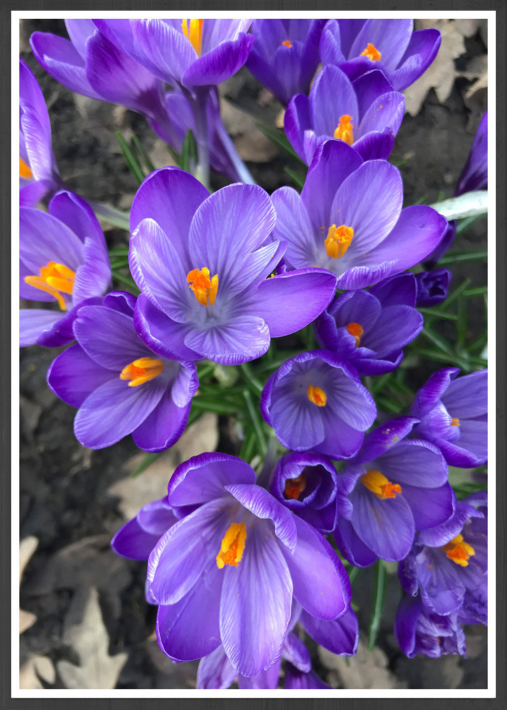 Purple Crocus Flower Art Print