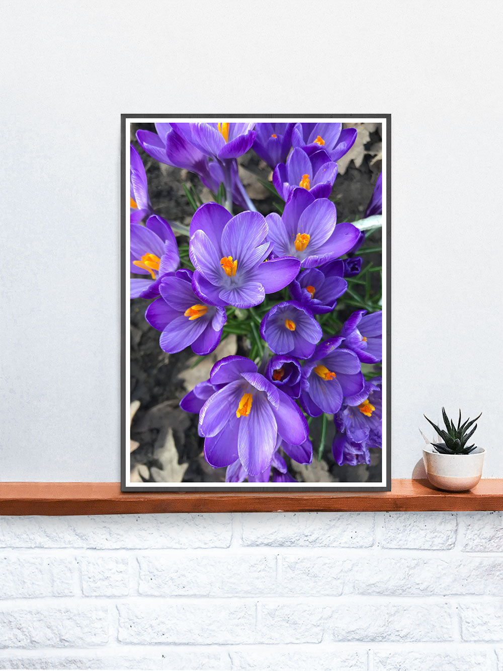 Purple Crocus Flower Art Print