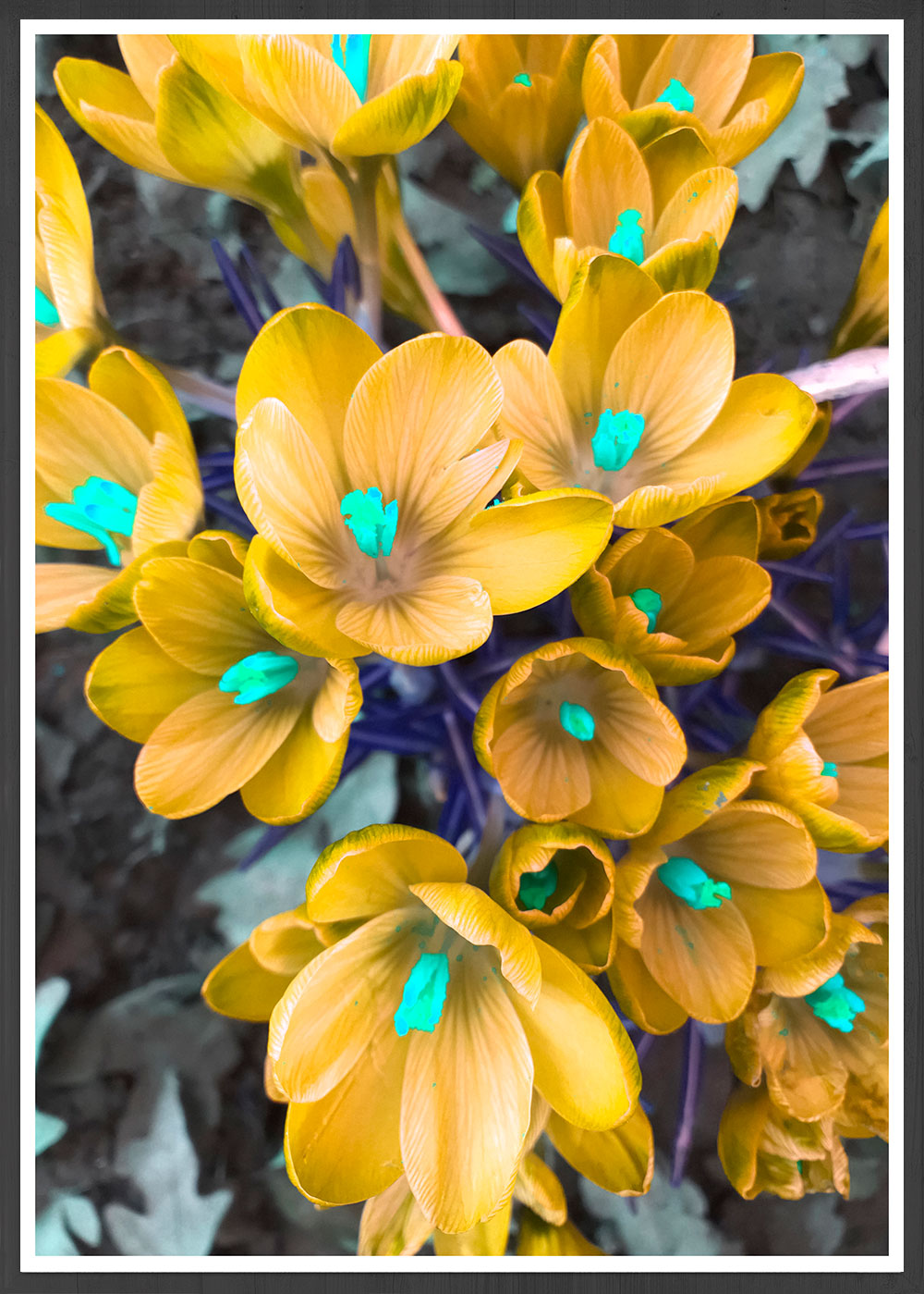 Yellow Crocus Flower Art Print