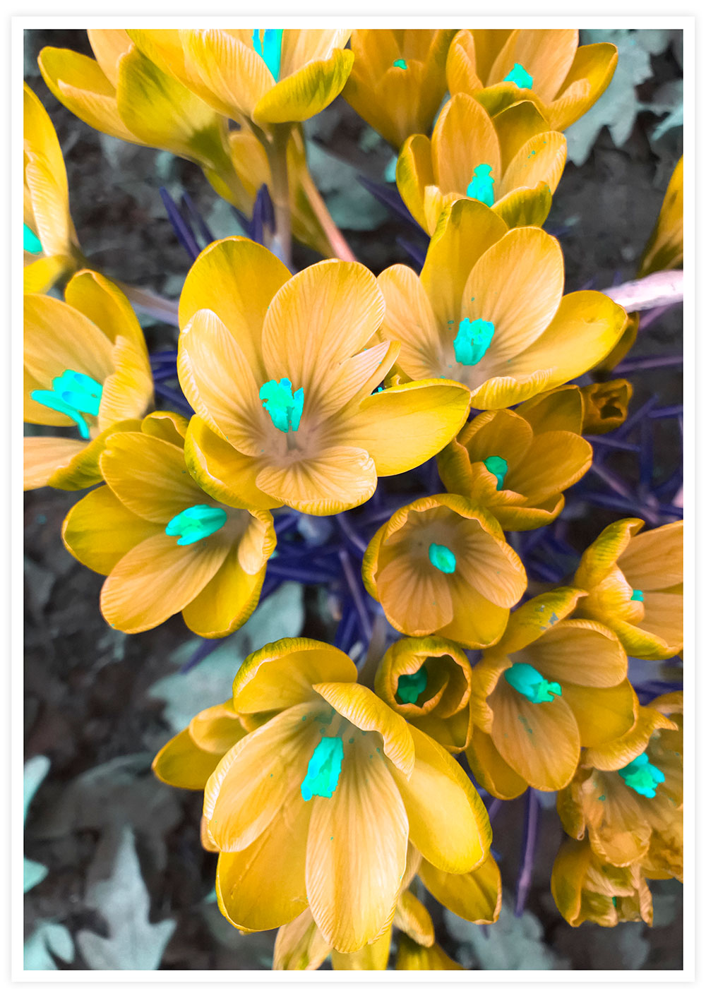 Yellow Crocus Flower Art Print