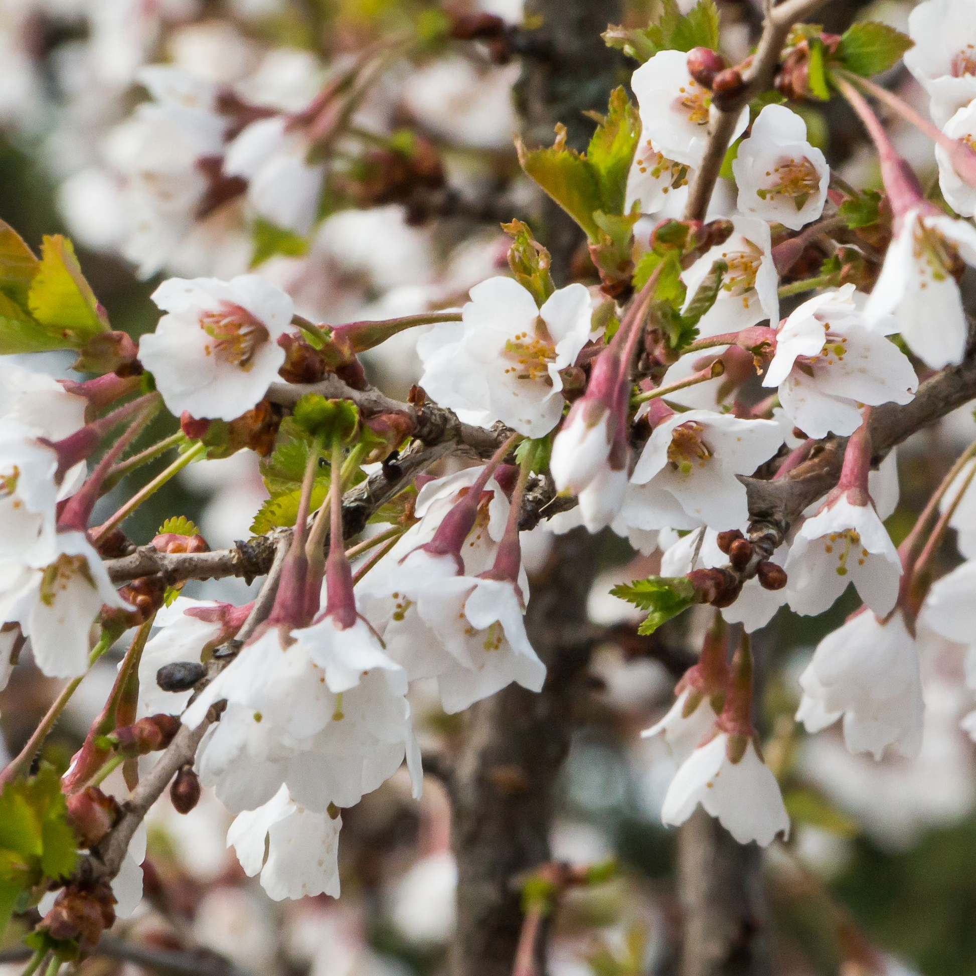 Ornamental Flowering Cherry Blossom Shrub Kojou No Mai