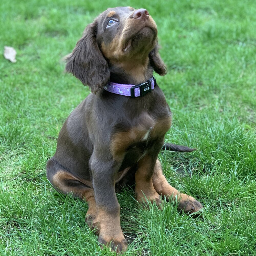 Daydreams and Unicorns Dog Collar