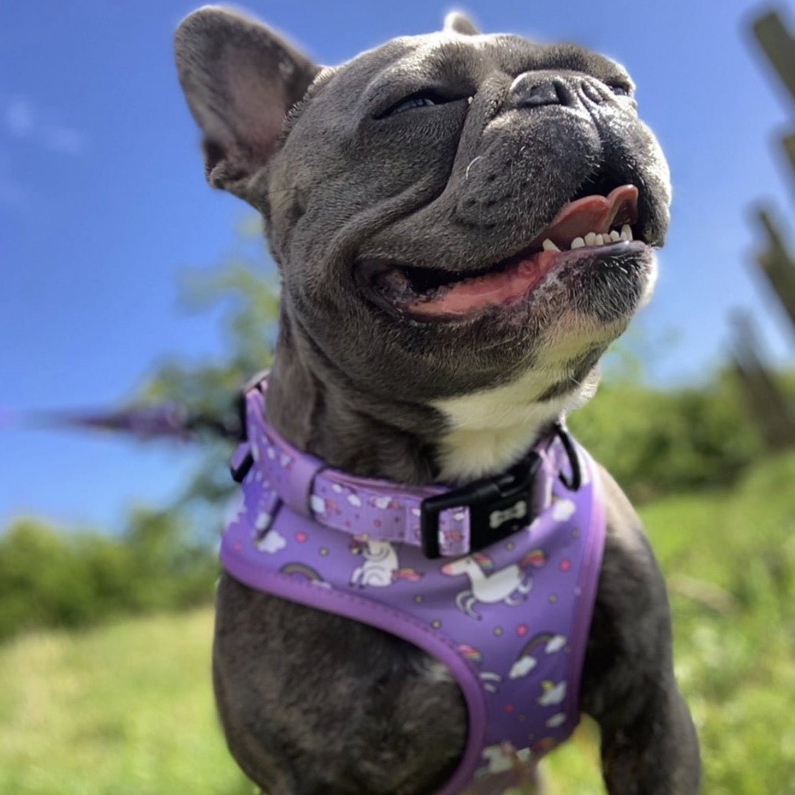 Daydreams and Unicorns Dog Collar