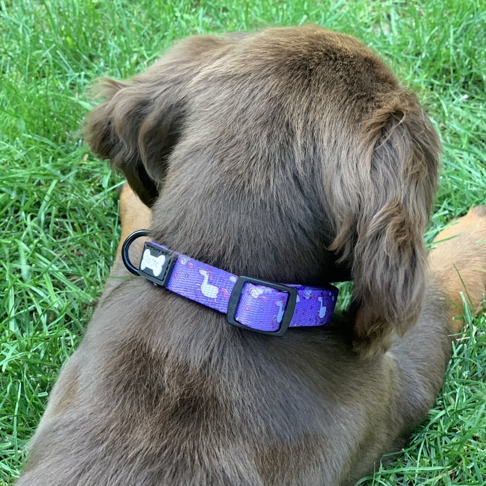 Daydreams and Unicorns Dog Collar