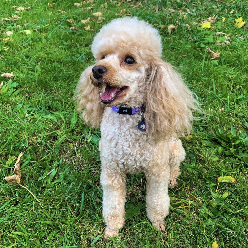 Daydreams and Unicorns Dog Collar