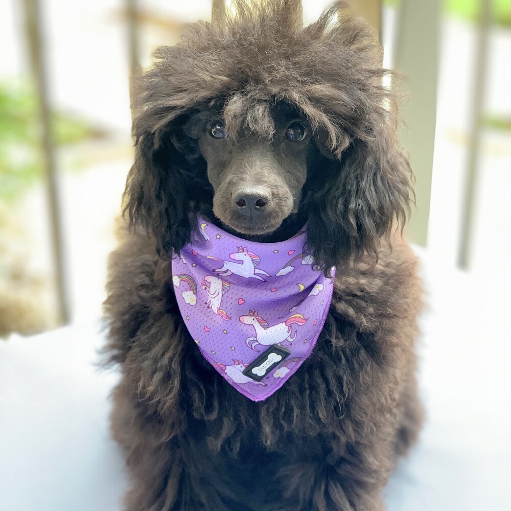 Daydreams and Unicorns Cooling Bandana for Dogs