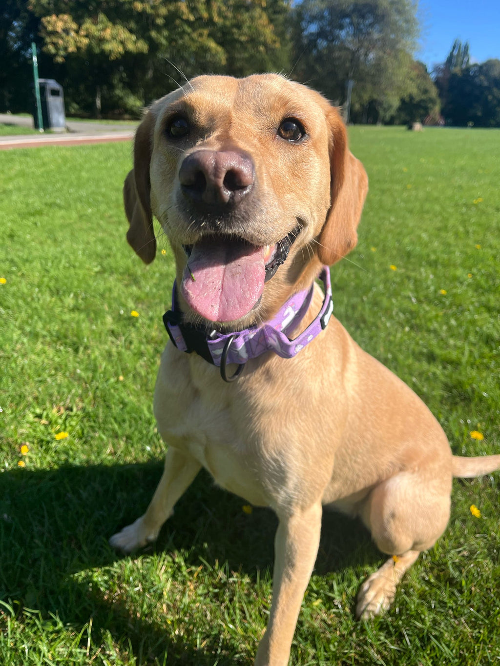 Daydreams and Unicorns Tactical Dog Collar