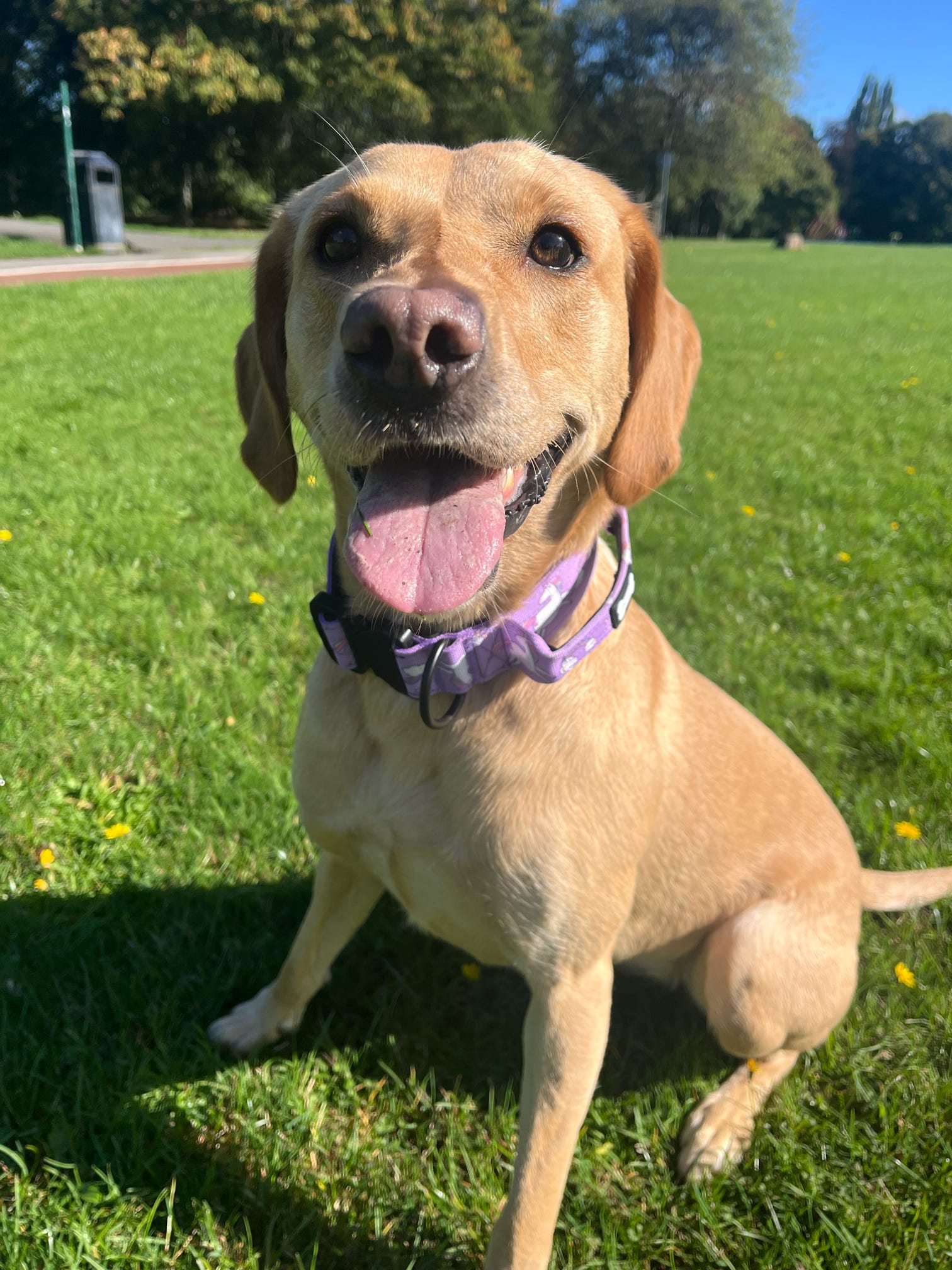 Daydreams and Unicorns Dog Collar