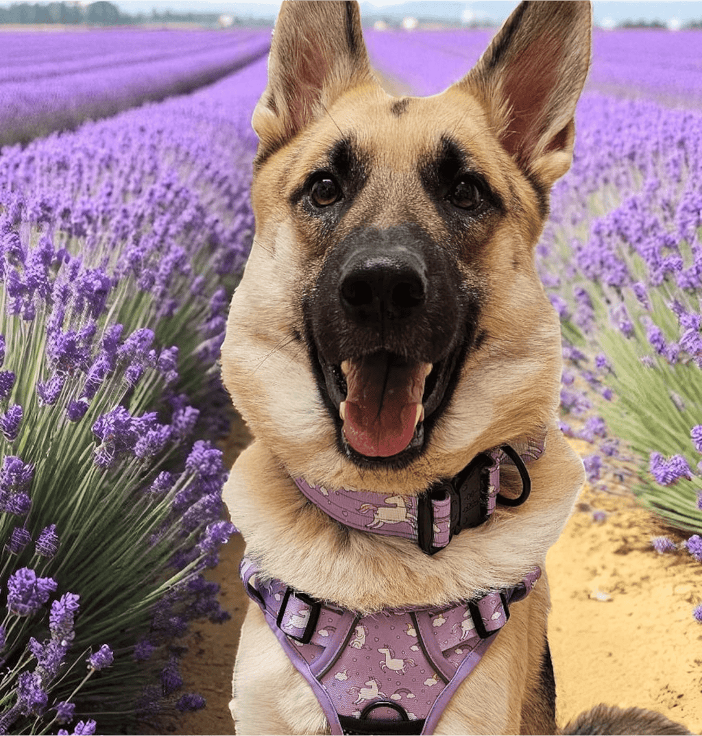 Daydreams and Unicorns Tactical Dog Collar