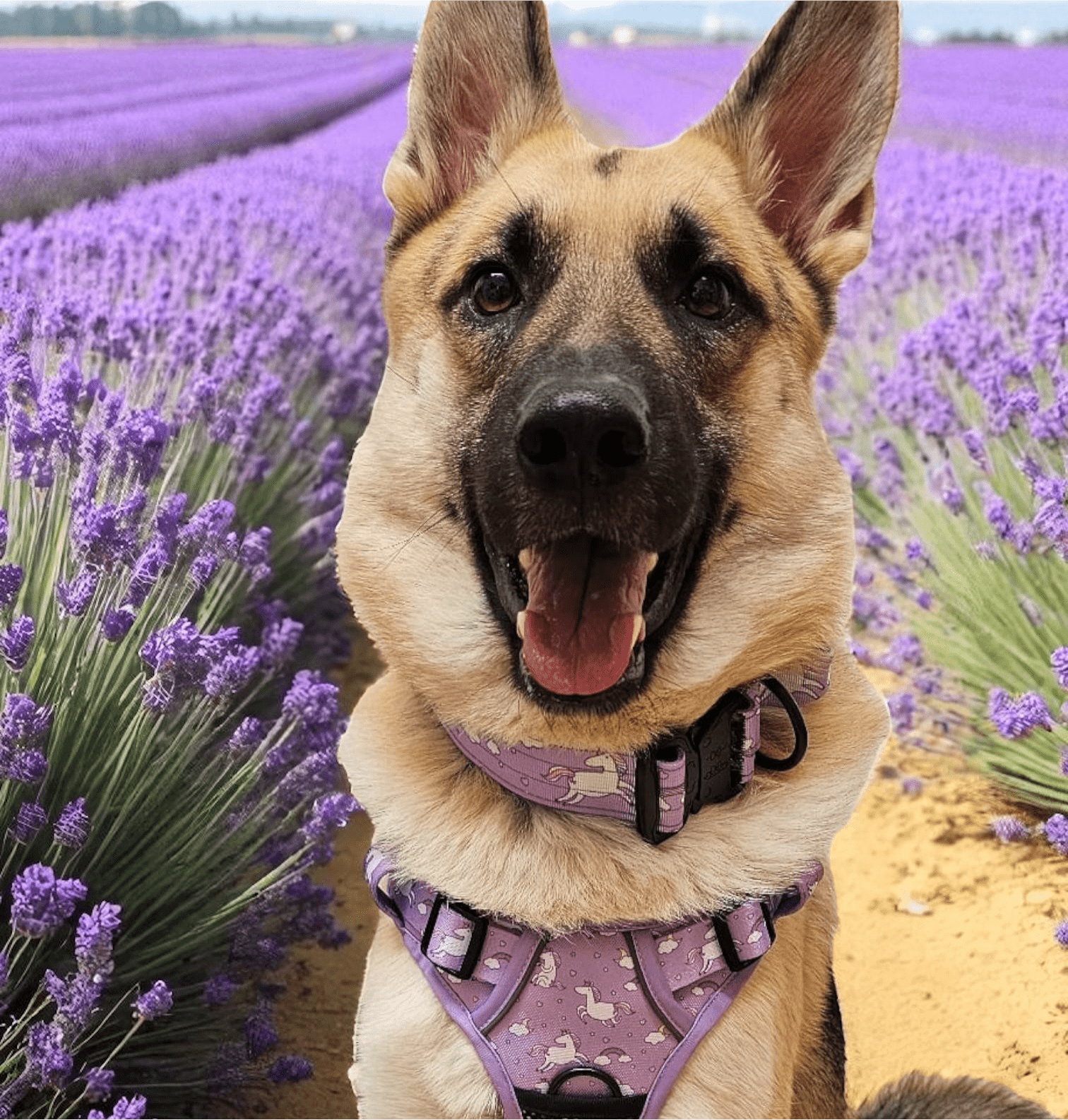 Daydreams and Unicorns Tactical Dog Collar