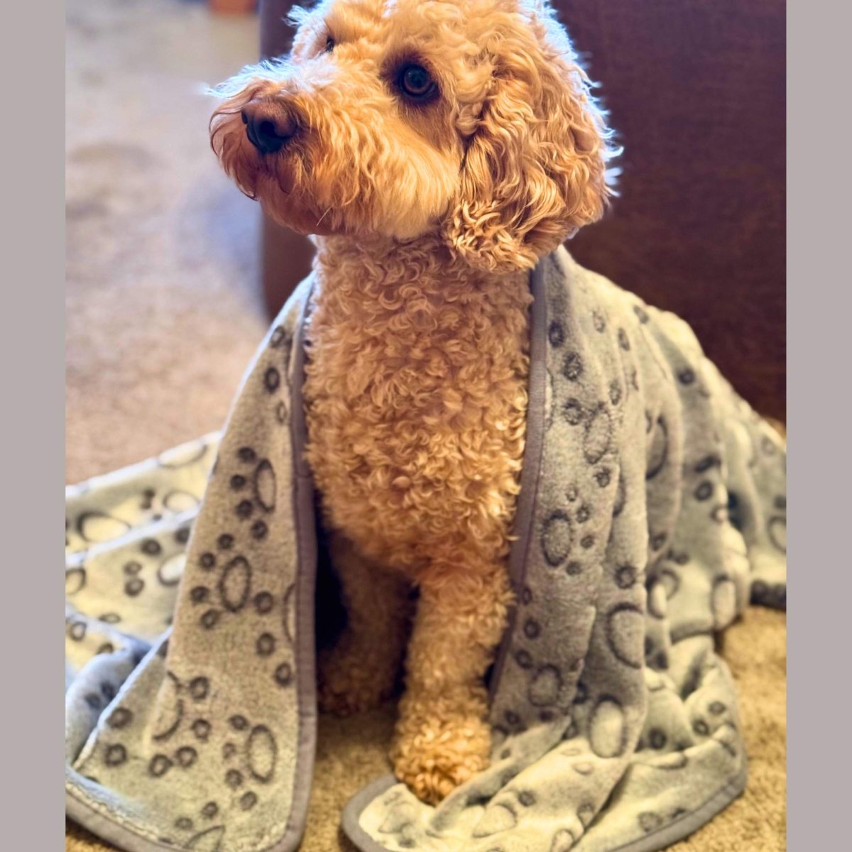 Grey Paws Dog Blanket Soft Fleece