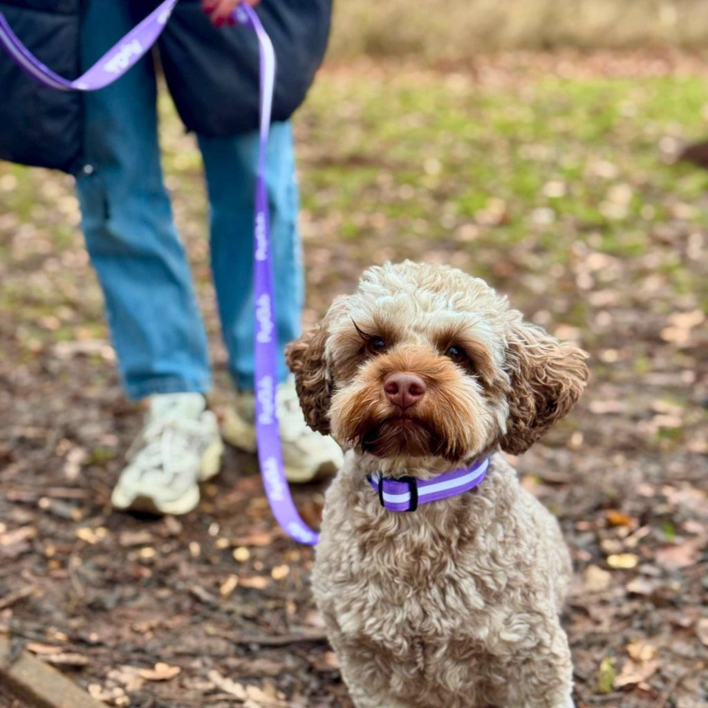 Lilac Blush Dog Collar