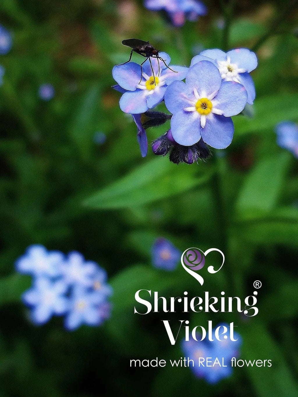 Sterling Silver Forget Me Not Teardrop Earrings with Real Flowers