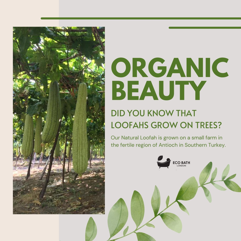 Natural Loofah Home Grown