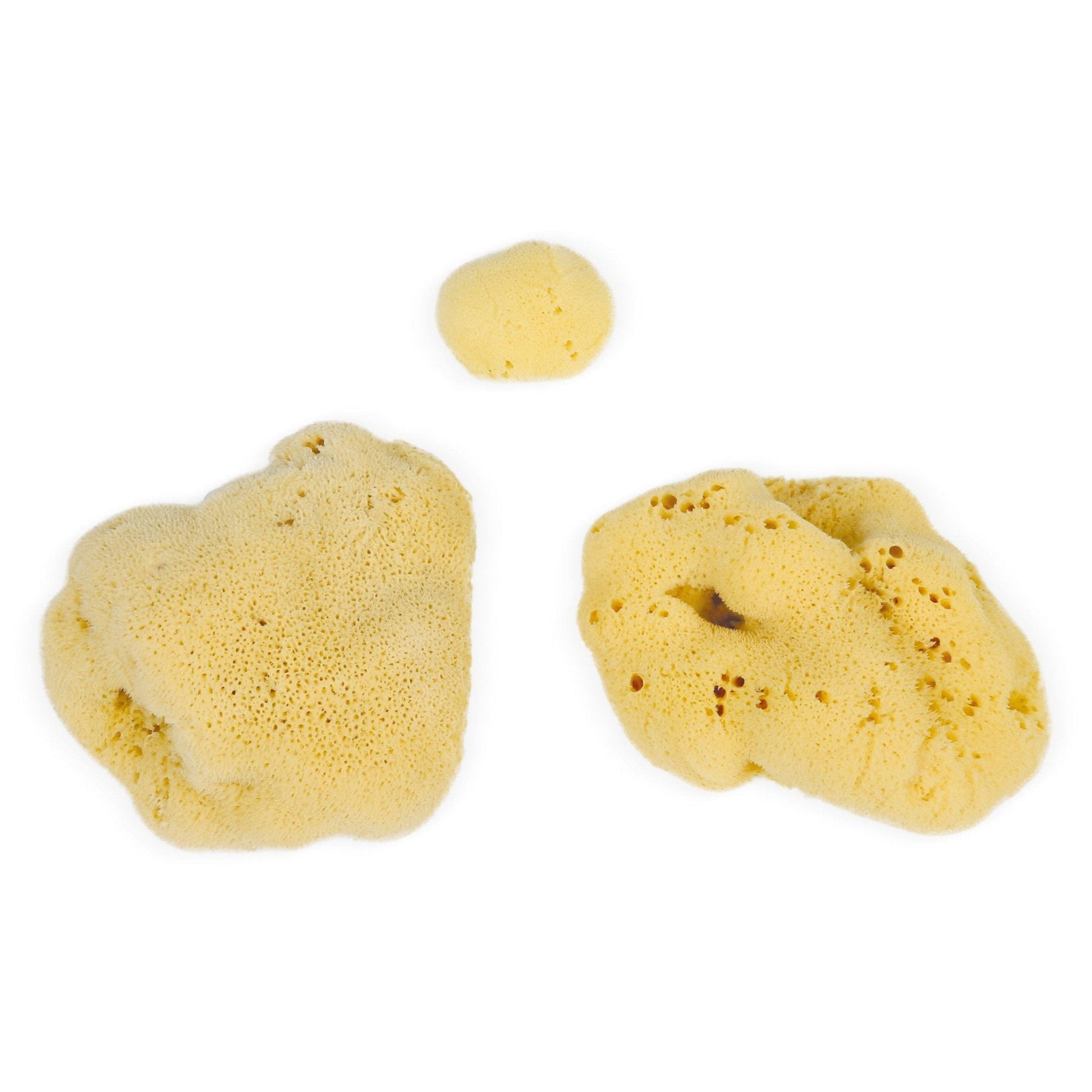 Natural Sea Sponges for Bathing and Exfoliating 3 to 20 cm