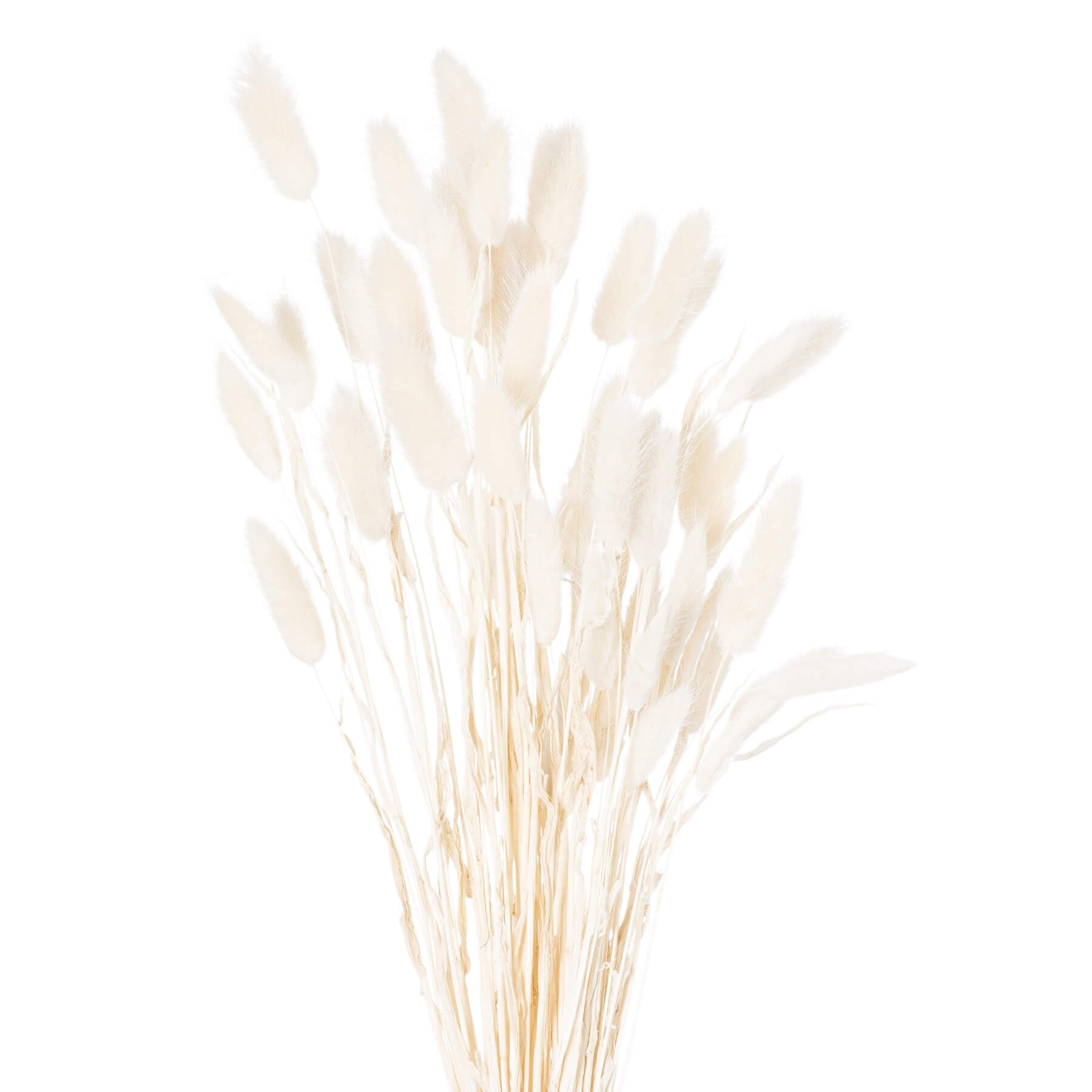 White bunny tail grass stems, 60cm dried Lagurus for home decor, soft plumes in minimalist vase arrangement by sostter at brixbailey.com