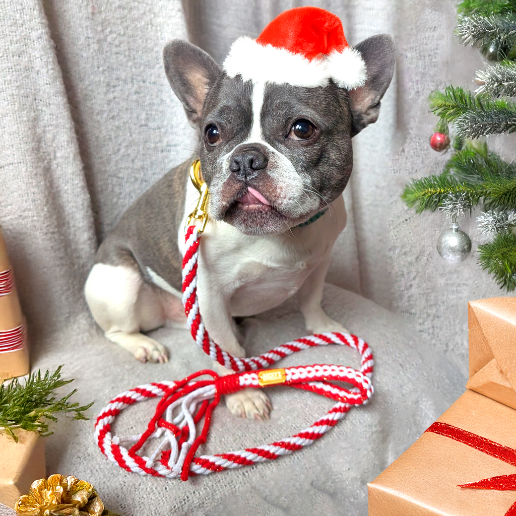 Make Your Own Dog Lead Craft Kit in Candy Cane Sparkle