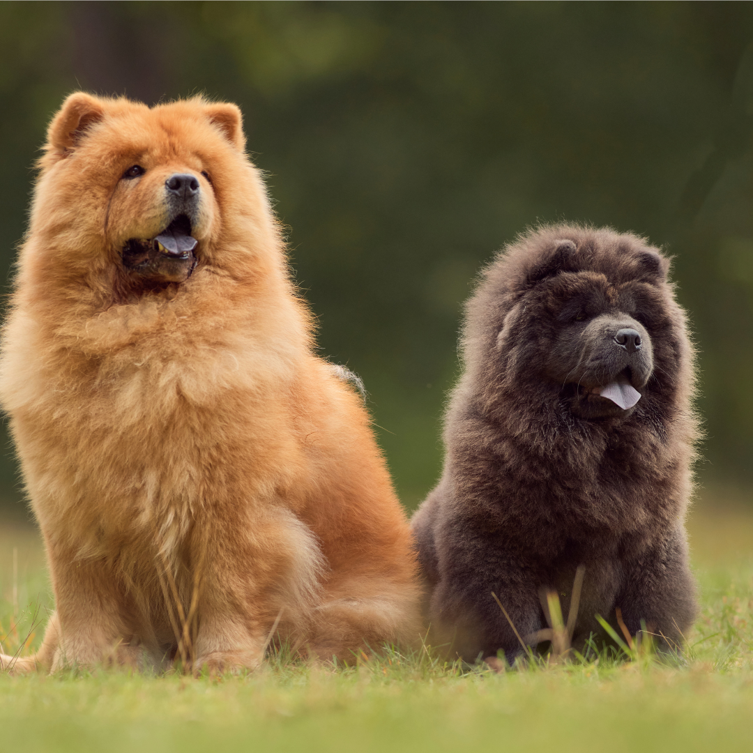 Blue Chow Chow Door Mat I Suppose You Are Welcome