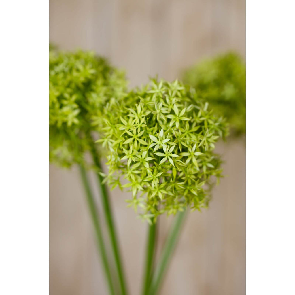 Lifelike green allium stem with spherical bloom, 90cm faux botanical for home decor, rich plastic texture by Sostter at brixbailey.com
