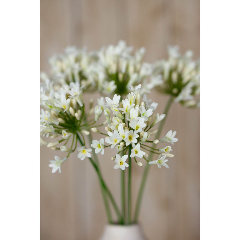 Cream agapanthus faux floral spray with lifelike blooms and green stem, 75cm tall, elegant home decor by Sostter at brixbailey.com