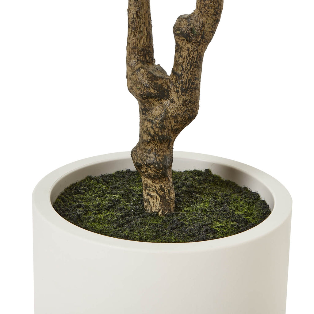 210cm artificial Apulia Olive Tree in white pot with realistic silvery-green leaves and textured brown trunk by Sostter at brixbailey.com