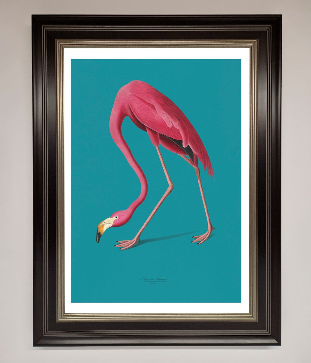 Blue Flamingo Walks Framed Print