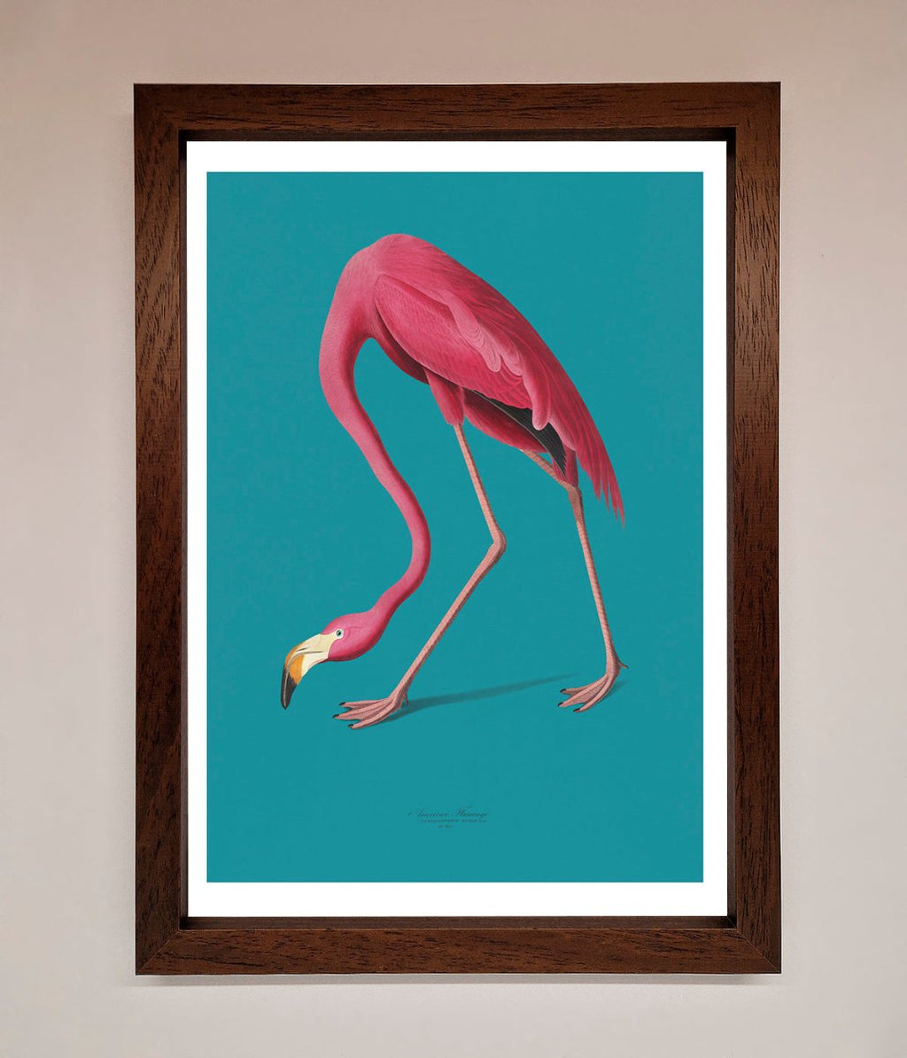 Blue Flamingo Walks Framed Print