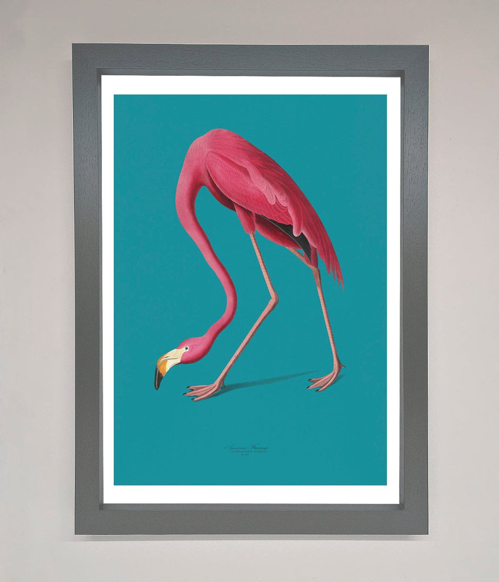 Blue Flamingo Walks Framed Print