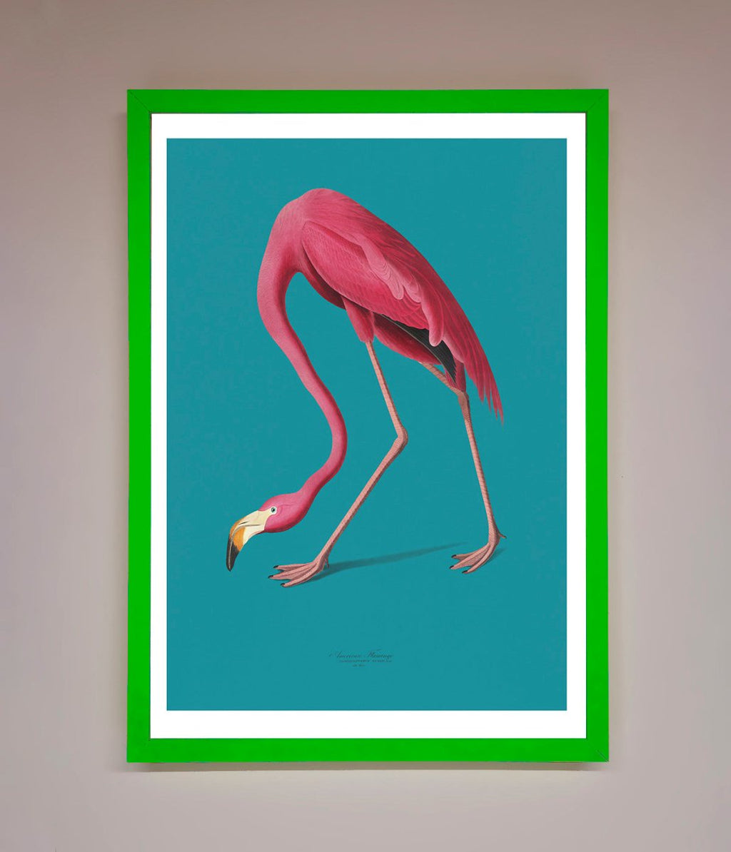 Blue Flamingo Walks Framed Print