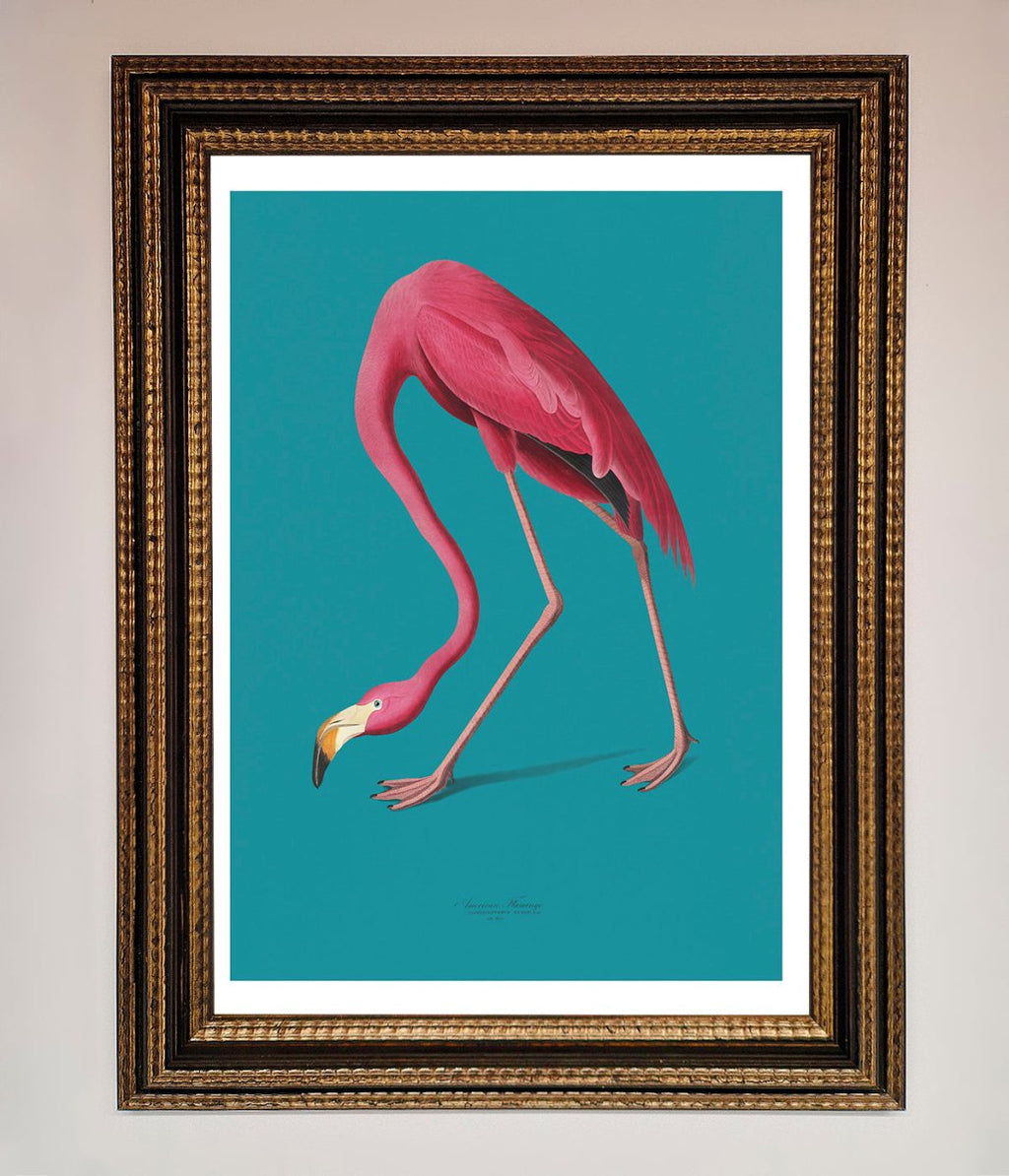 Blue Flamingo Walks Framed Print