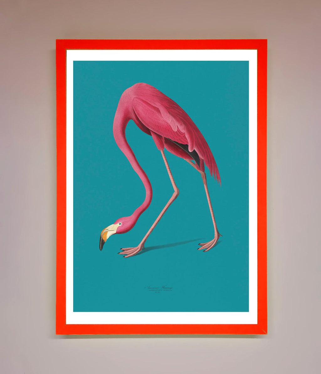 Blue Flamingo Walks Framed Print
