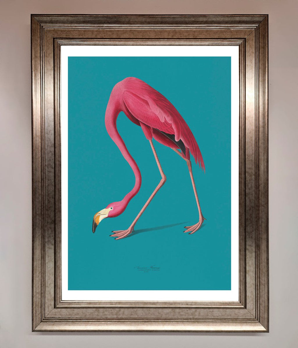 Blue Flamingo Walks Framed Print