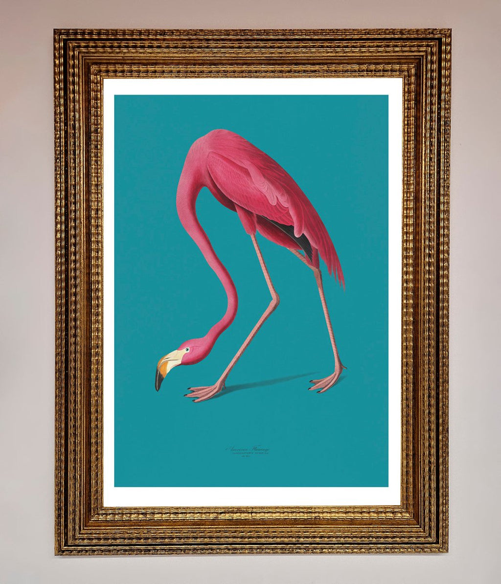 Blue Flamingo Walks Framed Print