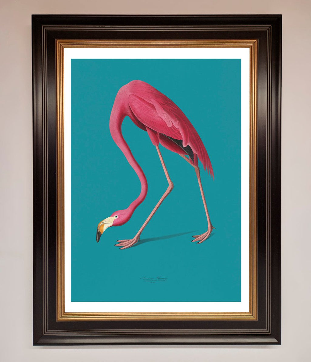 Blue Flamingo Walks Framed Print