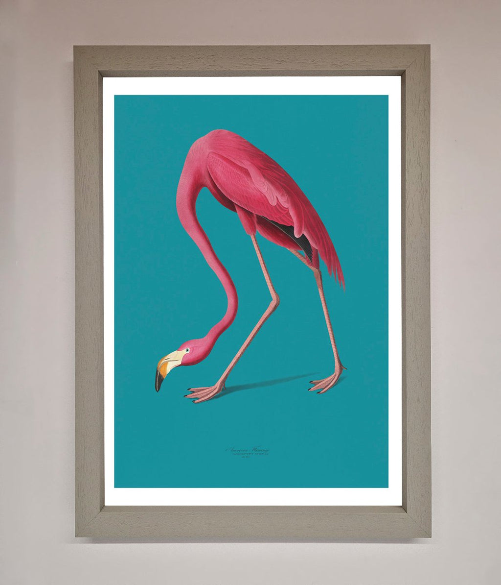 Blue Flamingo Walks Framed Print