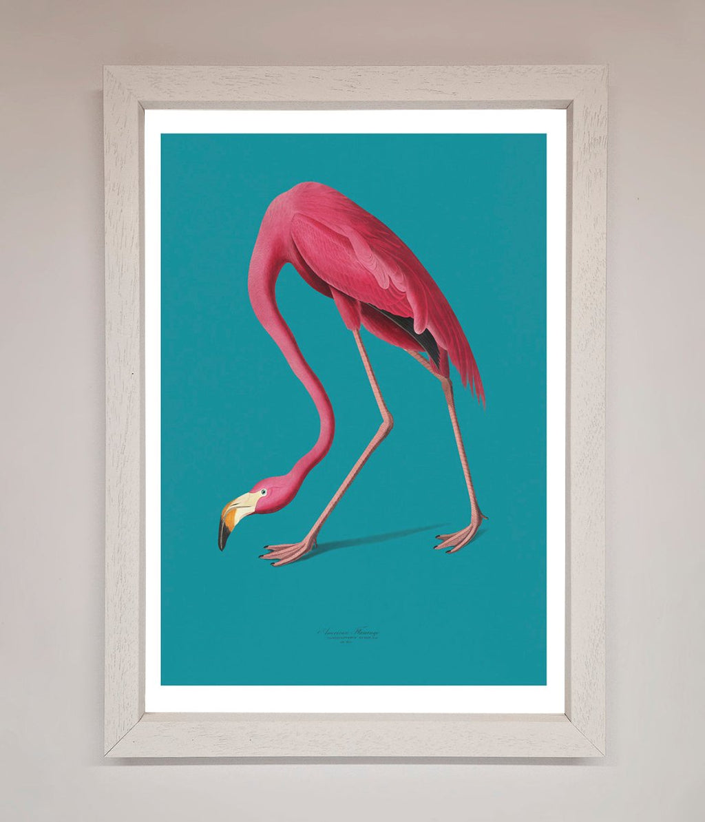 Blue Flamingo Walks Framed Print