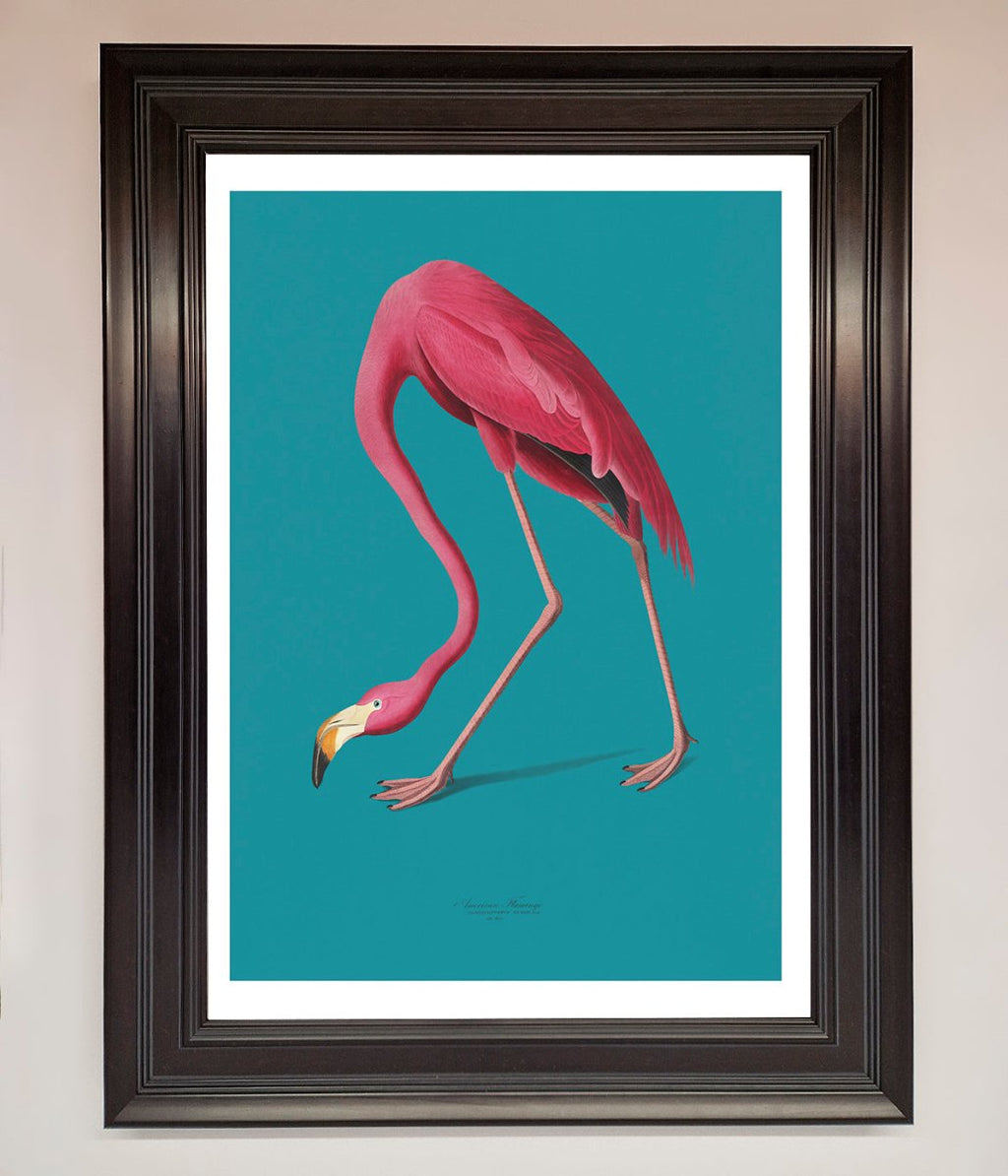 Blue Flamingo Walks Framed Print