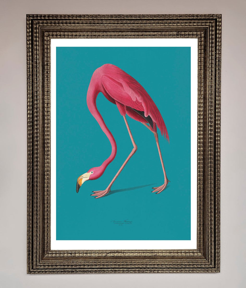 Blue Flamingo Walks Framed Print