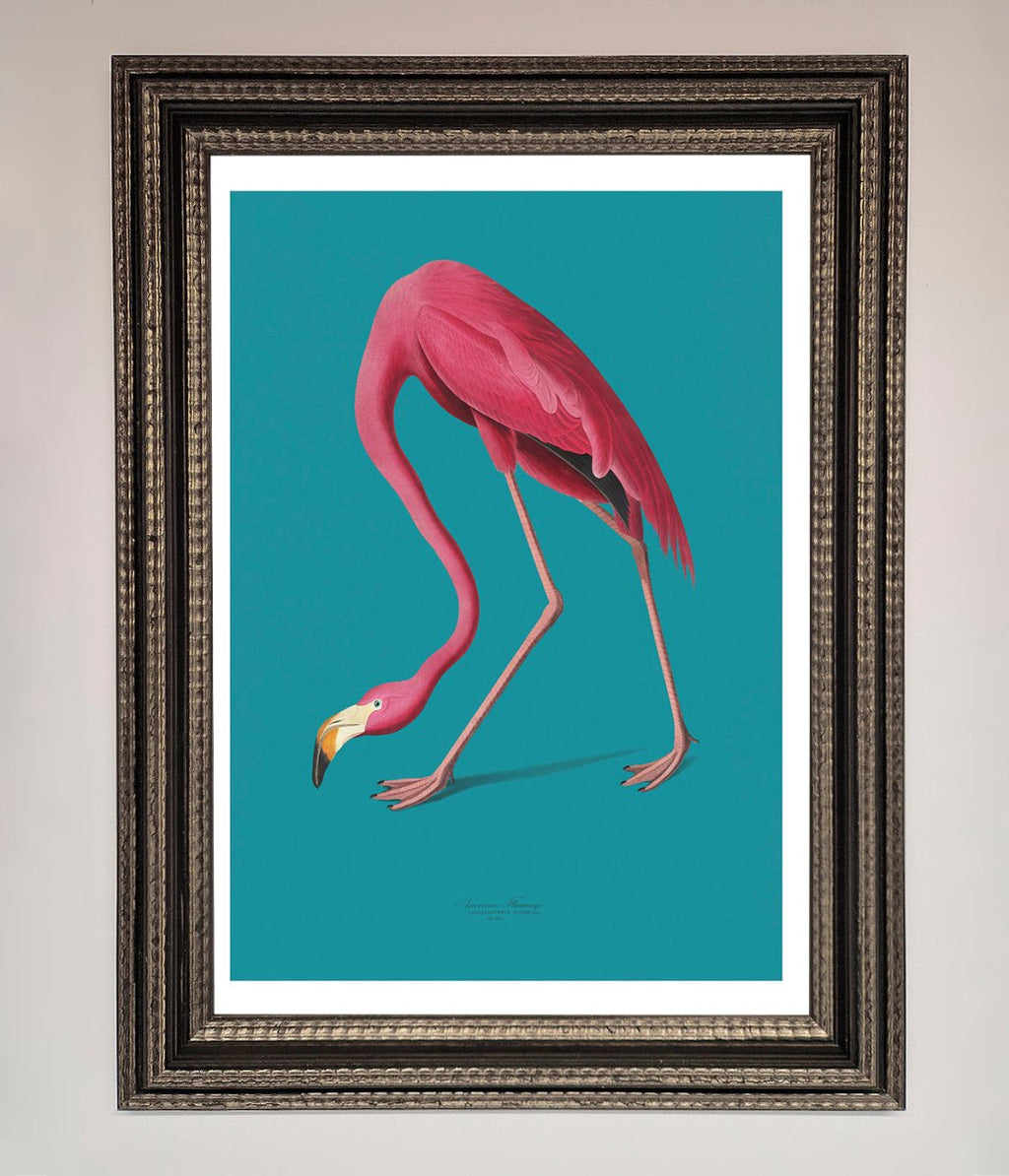 Blue Flamingo Walks Framed Print
