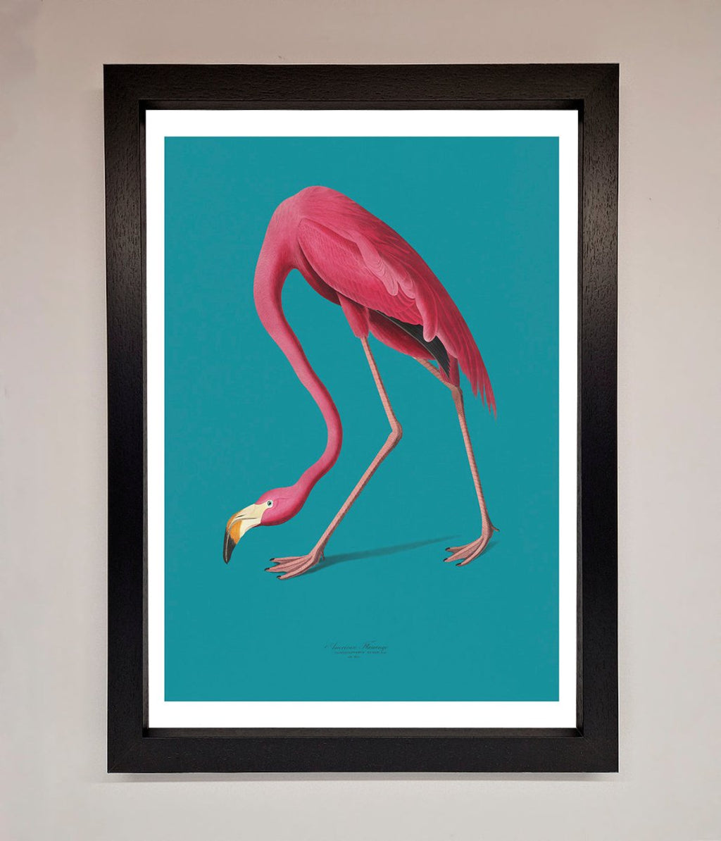 Blue Flamingo Walks Framed Print