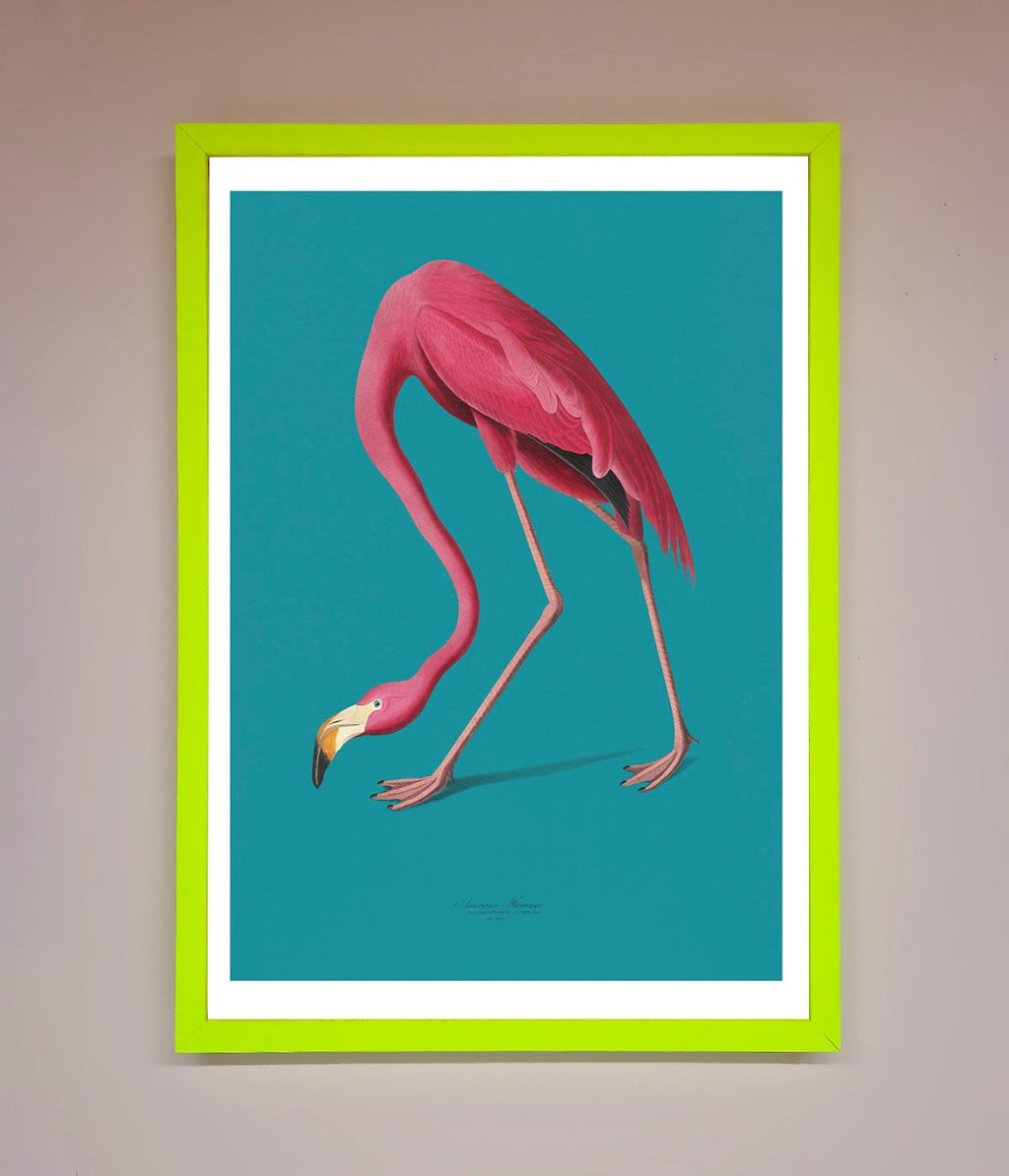 Blue Flamingo Walks Framed Print