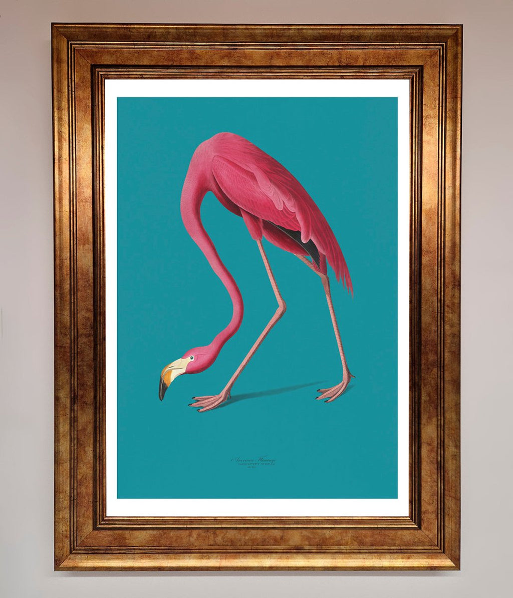 Blue Flamingo Walks Framed Print