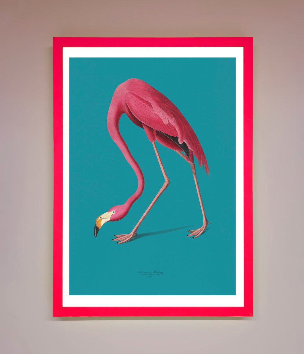 Blue Flamingo Walks Framed Print