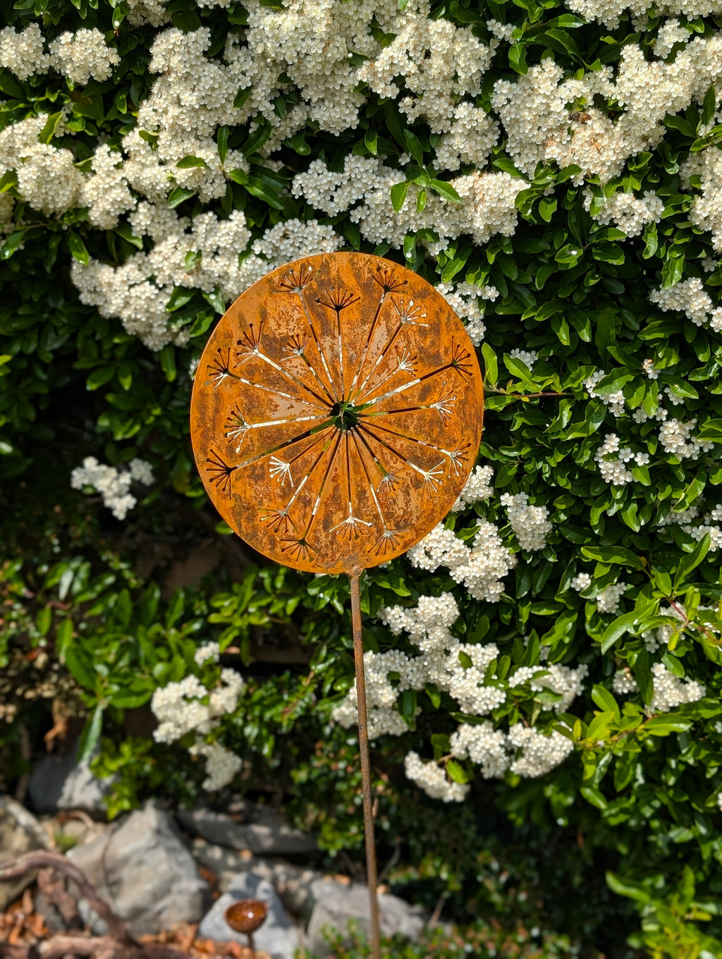 Allium Burst