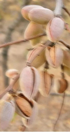sweet surrender hand cream tube with a soft-focus background of shea butter and almond oil
