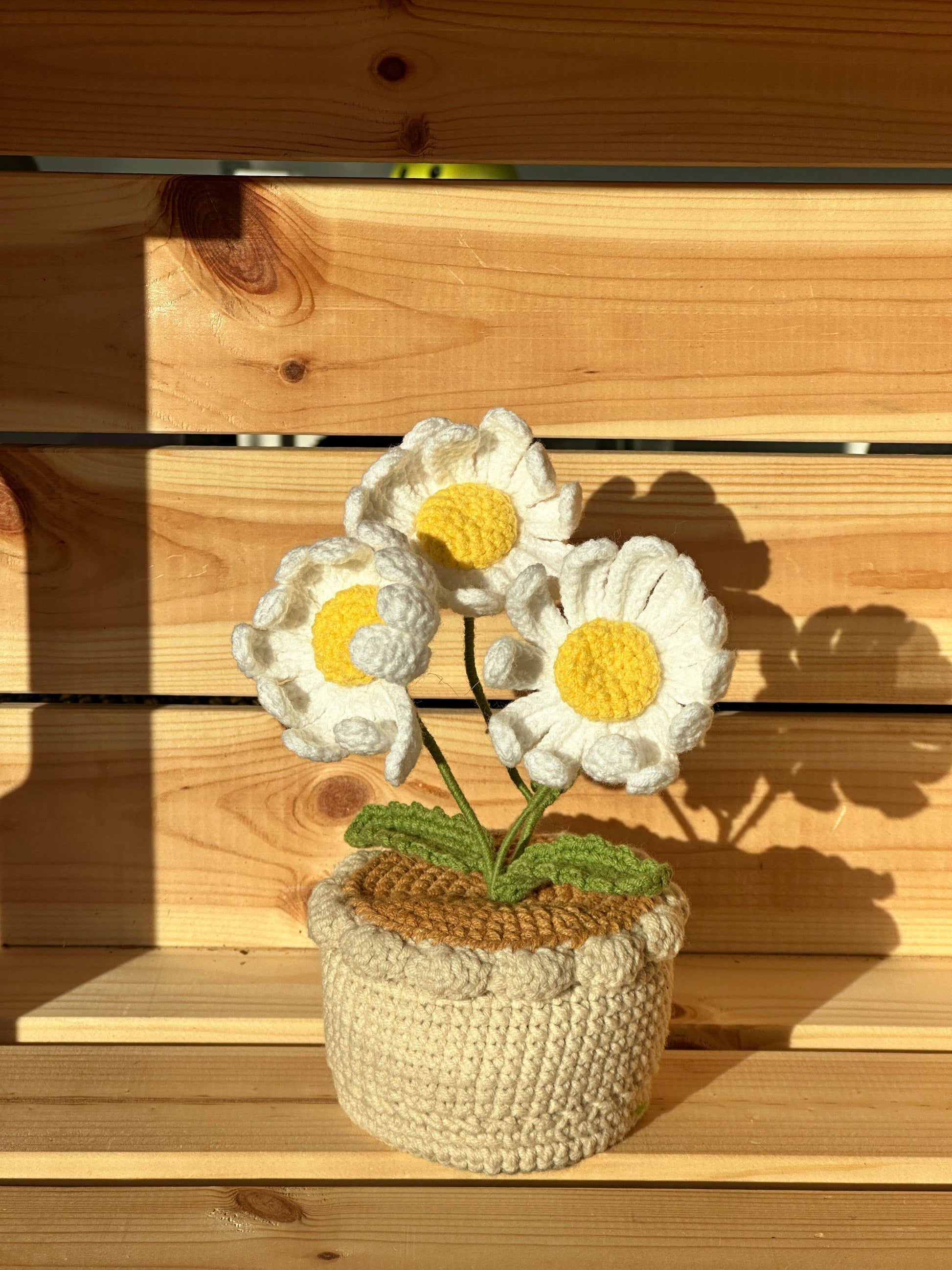 XXL Pot Plants Larger Size Bigger Smile