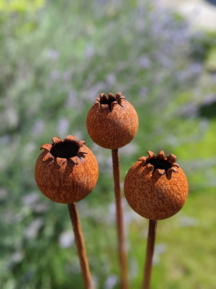 Rusty Metal Poppy Seedhead