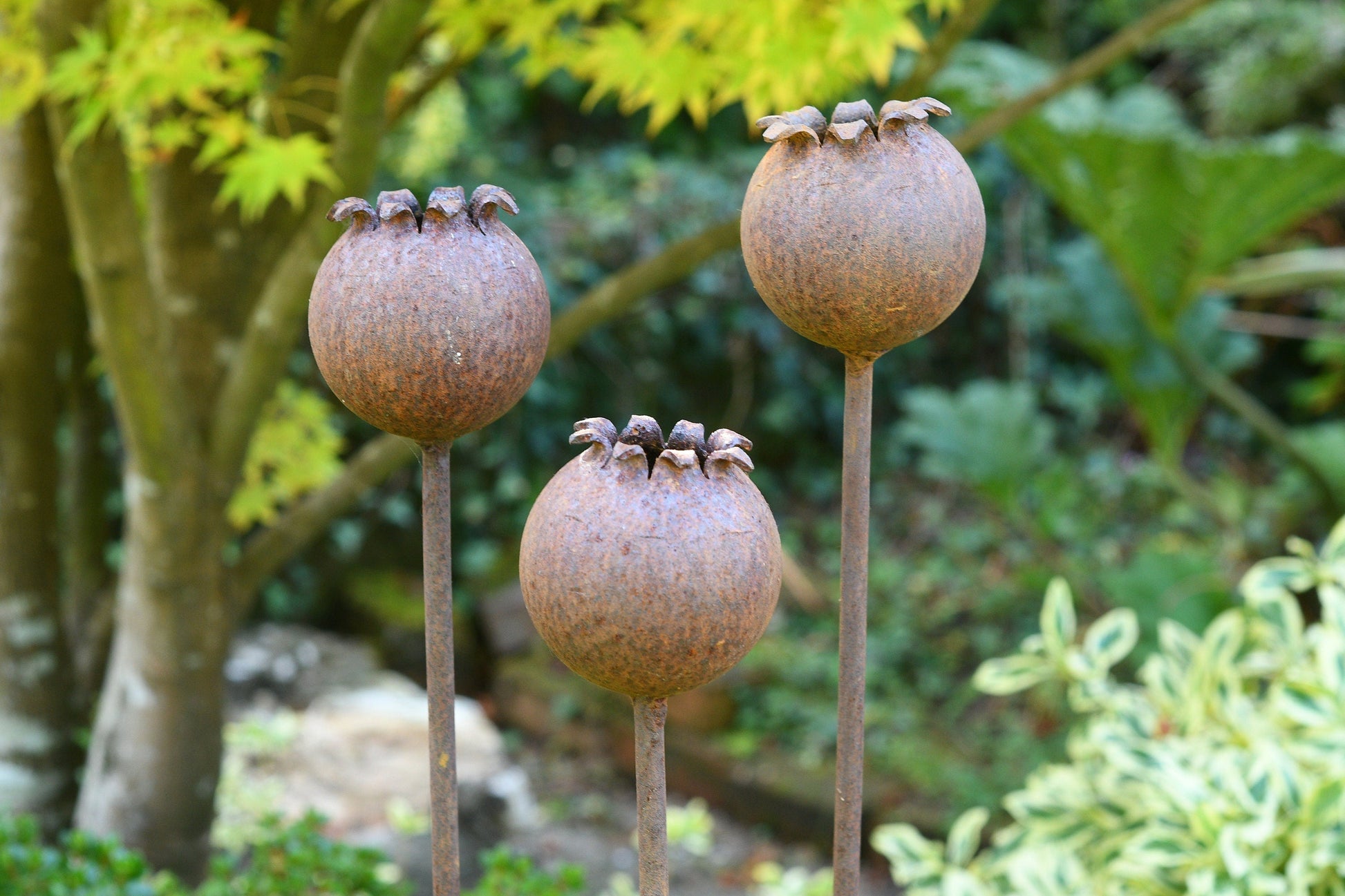 Rusty Metal Poppy Seedhead