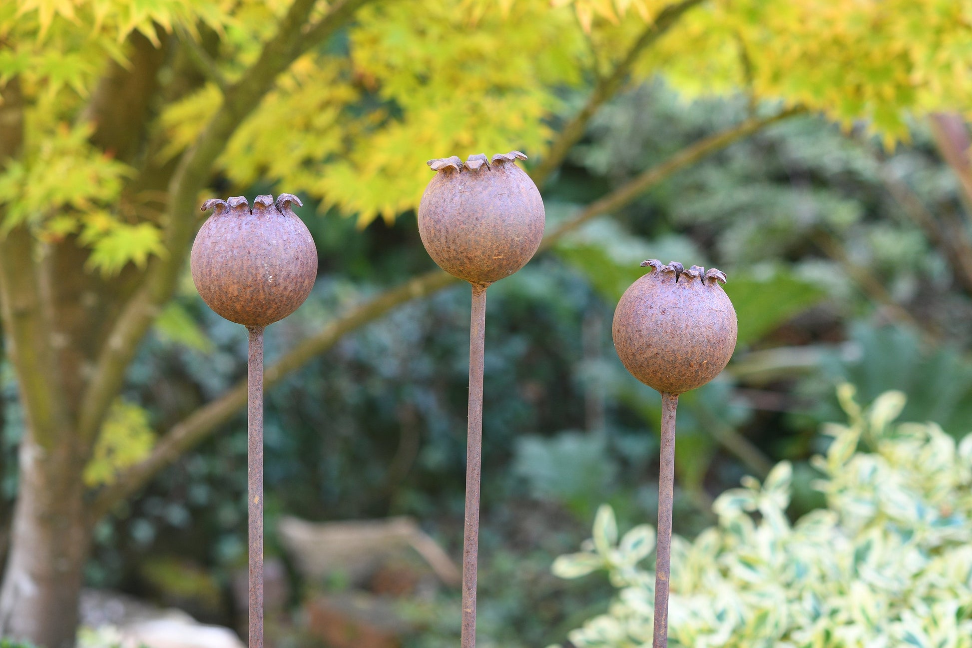 Rusty Metal Poppy Seedhead